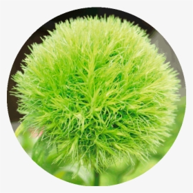 Green Sun Ball Flower, HD Png Download, Transparent PNG