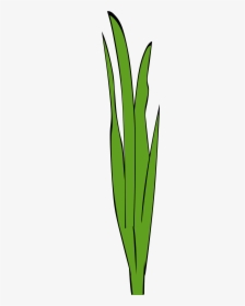 Grass Blades Clipart - Fish Tank Plants Clip Art, HD Png Download, Transparent PNG