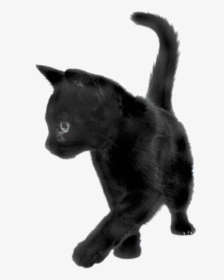 Playing Black Cat - Black Kitten Transparent Background, HD Png Download, Transparent PNG