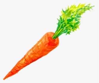 Carrots Png Watercolor Vector Transparent Stock Transparent - Carrot Png Watercolor, Png Download, Transparent PNG