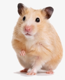 Transparent Gerbil Png - Syrian Hamster, Png Download, Transparent PNG