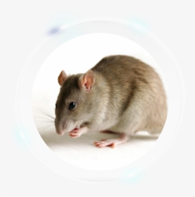 Gerbil - Transgenic Rat, HD Png Download, Transparent PNG