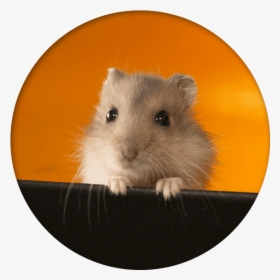 Gerbil Care - Smart Hamsters, HD Png Download, Transparent PNG