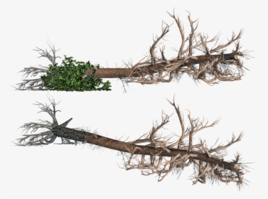 Fallen Tree No Background, HD Png Download, Transparent PNG