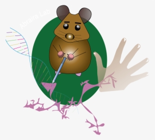 Picture - Mouse, HD Png Download, Transparent PNG