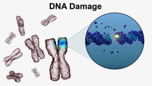 Cell With Damaged Dna, HD Png Download, Transparent PNG