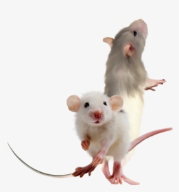 Feeder Mouse, HD Png Download, Transparent PNG