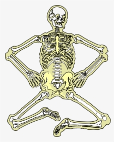 Skeleton, Dead, Bones, Skull, Human, Medicine - Human Skeleton, HD Png Download, Transparent PNG