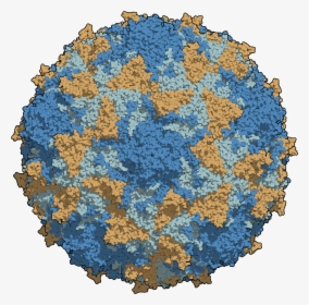 Virus De La Poliomielitis, HD Png Download, Transparent PNG