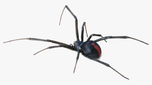 Black Widow Spider Transparent Background - Redback Spider, HD Png Download, Transparent PNG