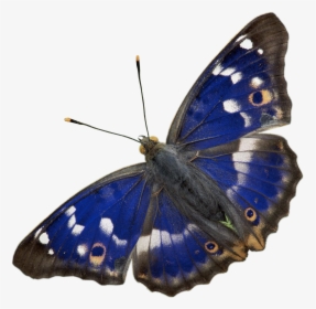 Liked Like Share - Purple Emperor Butterfly Png, Transparent Png, Transparent PNG