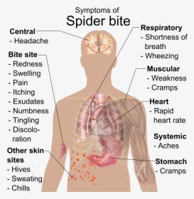 Symptoms Of Spider Bite - Importance Of Ph Value In Daily Life, HD Png Download, Transparent PNG