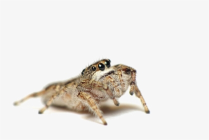 Jumping Spider Png Photo - Spider That Kill Spiders, Transparent Png, Transparent PNG