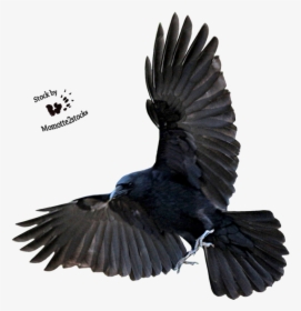 Flying Crow Png, Transparent Png, Transparent PNG