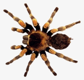Spider Png Image - High Resolution Insects Hd, Transparent Png, Transparent PNG