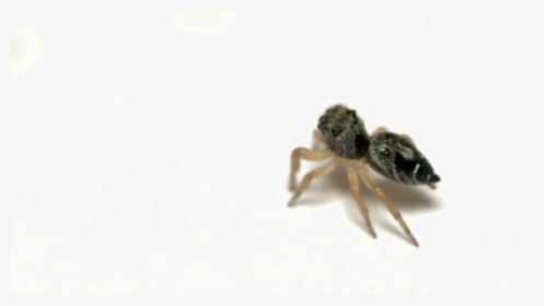 Jumping Spider Png Picture - Ant, Transparent Png, Transparent PNG