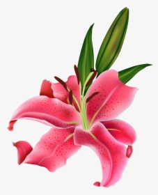Lily Pink Flower Png Clipart - Clipart Flower Lily, Transparent Png, Transparent PNG