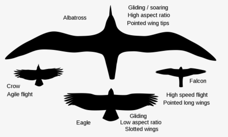 Gliding Crow , Png Download - Albatross Aspect Ratio, Transparent Png, Transparent PNG