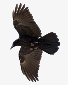 American Crow Common Raven Bird Flight - Raven Bird, HD Png Download, Transparent PNG