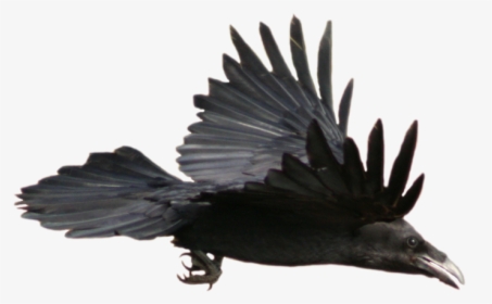 Crow Flying Png - Flying Raven, Transparent Png, Transparent PNG