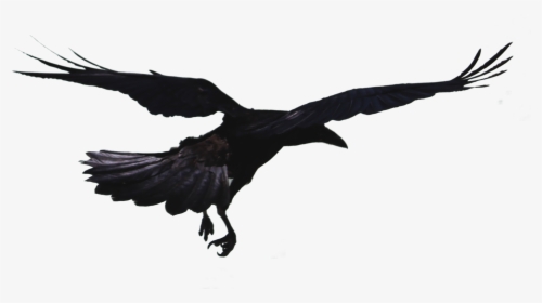 Rook Hooded Crow Bird Common Raven Flight - Flying Crow Png, Transparent Png, Transparent PNG