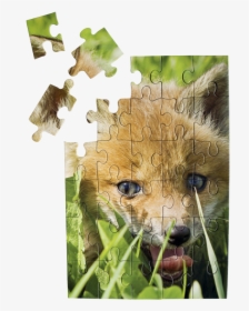 Foxpuzzle - Dog Shakes Water Off, HD Png Download, Transparent PNG