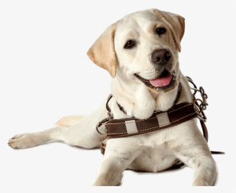 Labrador Retriever Puppy Guide Dog Companion Dog Dog - Seeing Eye Dog Transparent, HD Png Download, Transparent PNG