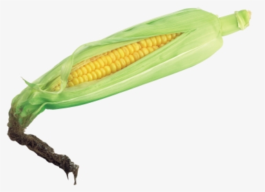 Free Download Of Corn Icon Png - Transparent Corn, Png Download, Transparent PNG