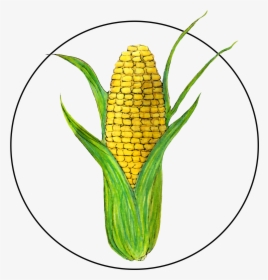 Attribute Motif Corn - Corn Kernels, HD Png Download, Transparent PNG