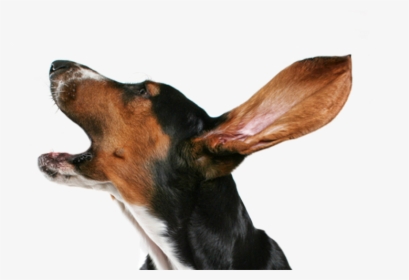 Dog Collar Puppy Bark Dog Collar - Small Dog Barking, HD Png Download, Transparent PNG