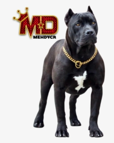 Pitbull With Gold Chains, HD Png Download, Transparent PNG
