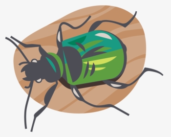 Laurenbeltramo Citizenscienceicons Carabidbeetle - Net-winged Insects, HD Png Download, Transparent PNG