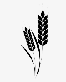 Vector Library Stock Corn Plant Wheat Stem Free Image - Barley Clipart, HD Png Download, Transparent PNG