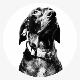 Dog - Pet Adoption Concept Dribbble, HD Png Download, Transparent PNG