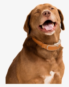 Happy April Fools Day Dog With Smart Collar - Dog With Smart Collar, HD Png Download, Transparent PNG