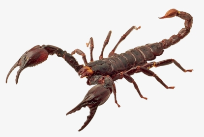Scorpions Png Images, Scorpion Png - Scorpion Png, Transparent Png, Transparent PNG