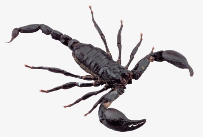 Black Scorpion - Scorpion Png, Transparent Png, Transparent PNG