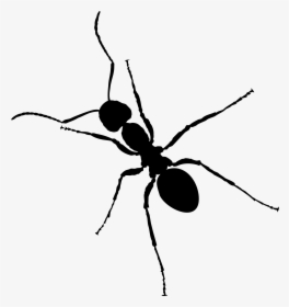 Ant Png - Transparent Background Ants Clipart, Png Download, Transparent PNG