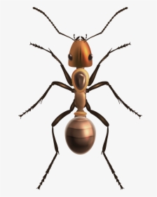 Ant Png Clip Art - Ant Png, Transparent Png, Transparent PNG