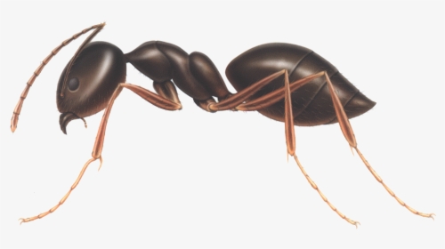 Download Ant Png Clipart - Odorous House Ants Vs Carpenter Ants, Transparent Png, Transparent PNG