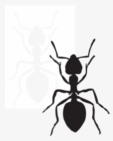 Black Carpenter Ant Insect Fire Ant Arthropod - Ant Clip Art Black, HD Png Download, Transparent PNG