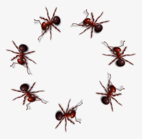 Ant Png Photo - Ant Gif Transparent Background, Png Download, Transparent PNG