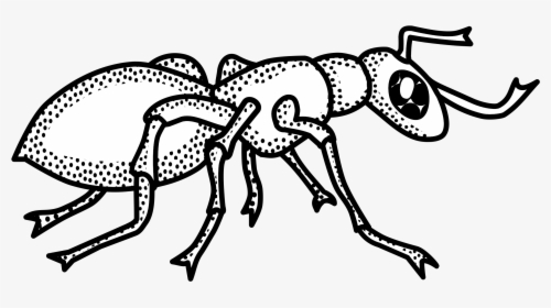 Ant Black And White Ant Clipart Outline Collection - Clip Art Black And White Ant, HD Png Download, Transparent PNG