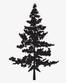 Black Pine Tree Pinus Contorta - Png Pine Trees Silhouette, Transparent Png, Transparent PNG