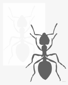 Page Of Clipartblack Com Black And White - Big Ant Clipart Black And White, HD Png Download, Transparent PNG