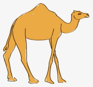Drawing Camels Cartoon - Drawing, HD Png Download, Transparent PNG