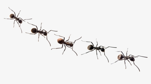 Ants Png Free Background - Transparent Background Ant Clip Art, Png Download, Transparent PNG