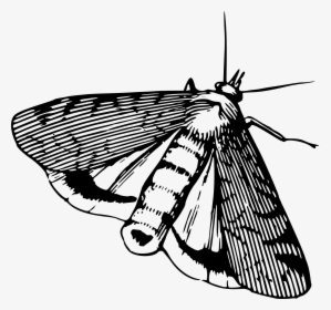 Big Image Png - Moth Clipart Black And White, Transparent Png, Transparent PNG