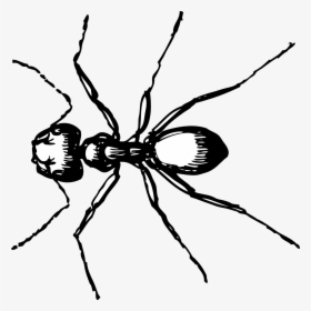 Ants Clipart Line Drawing - Ant Clip Art, HD Png Download, Transparent PNG