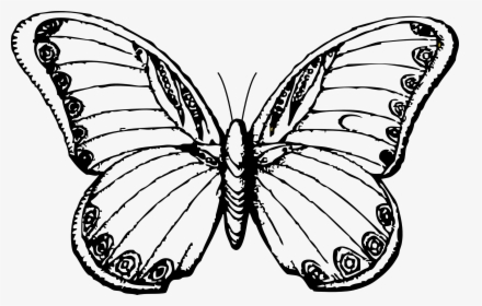 Butterfly Drawing Black And White, HD Png Download, Transparent PNG